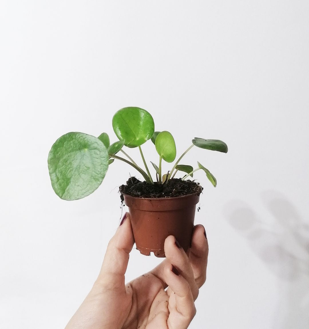 BabyPileaPeperomioides-1