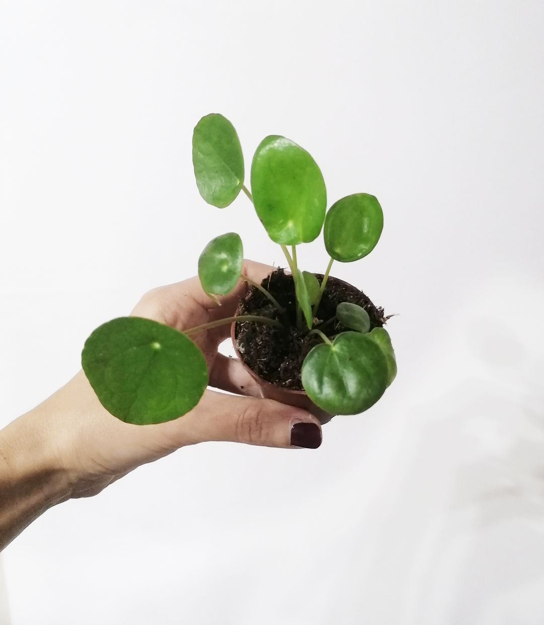 BabyPileaPeperomioides-2