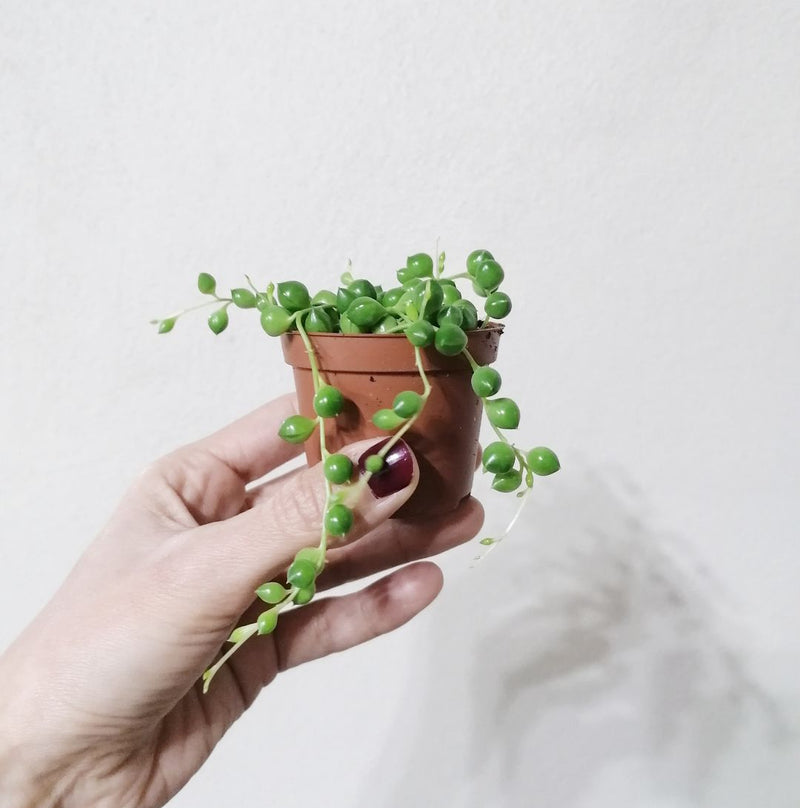 Baby Senecio Rowleyanus