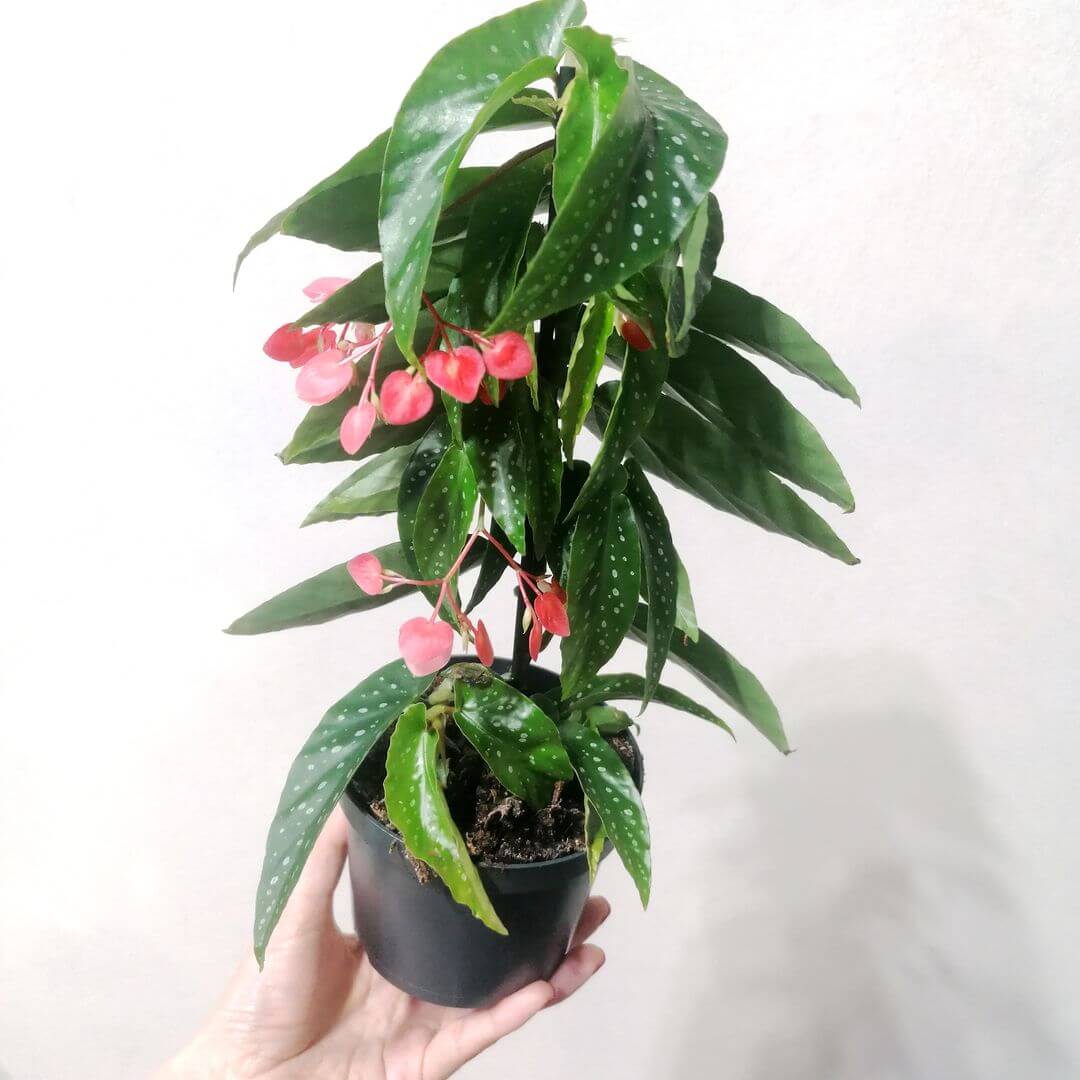 BegoniaAlbopictaTamaya-2