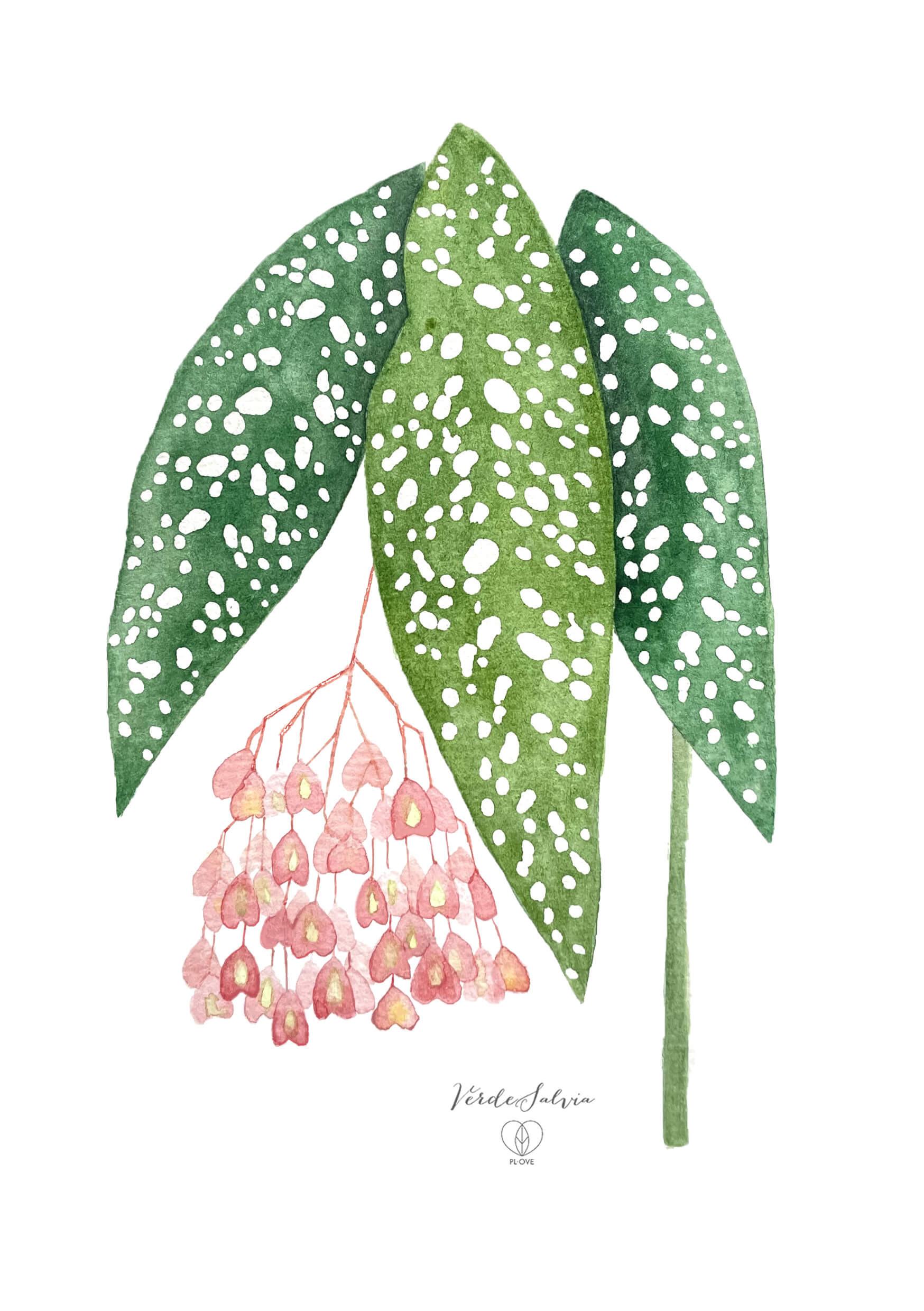 BegoniaCorallina