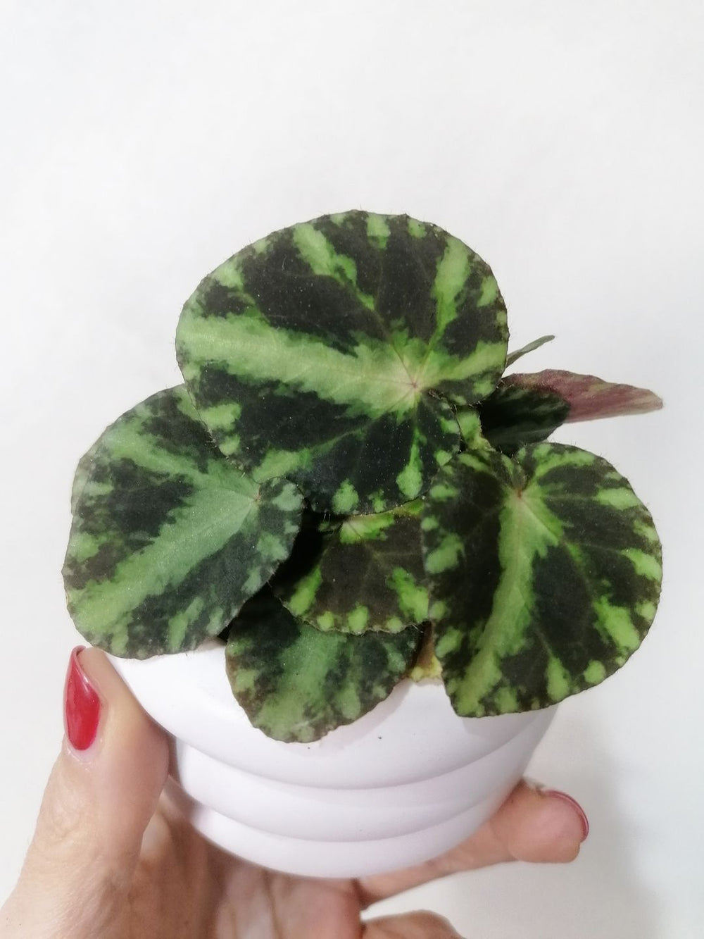 Begonia Cleopatrae
