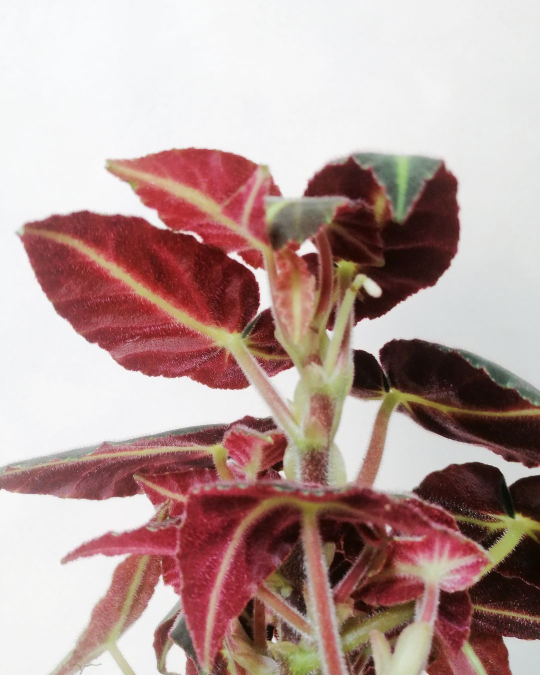 BegoniaListada-5
