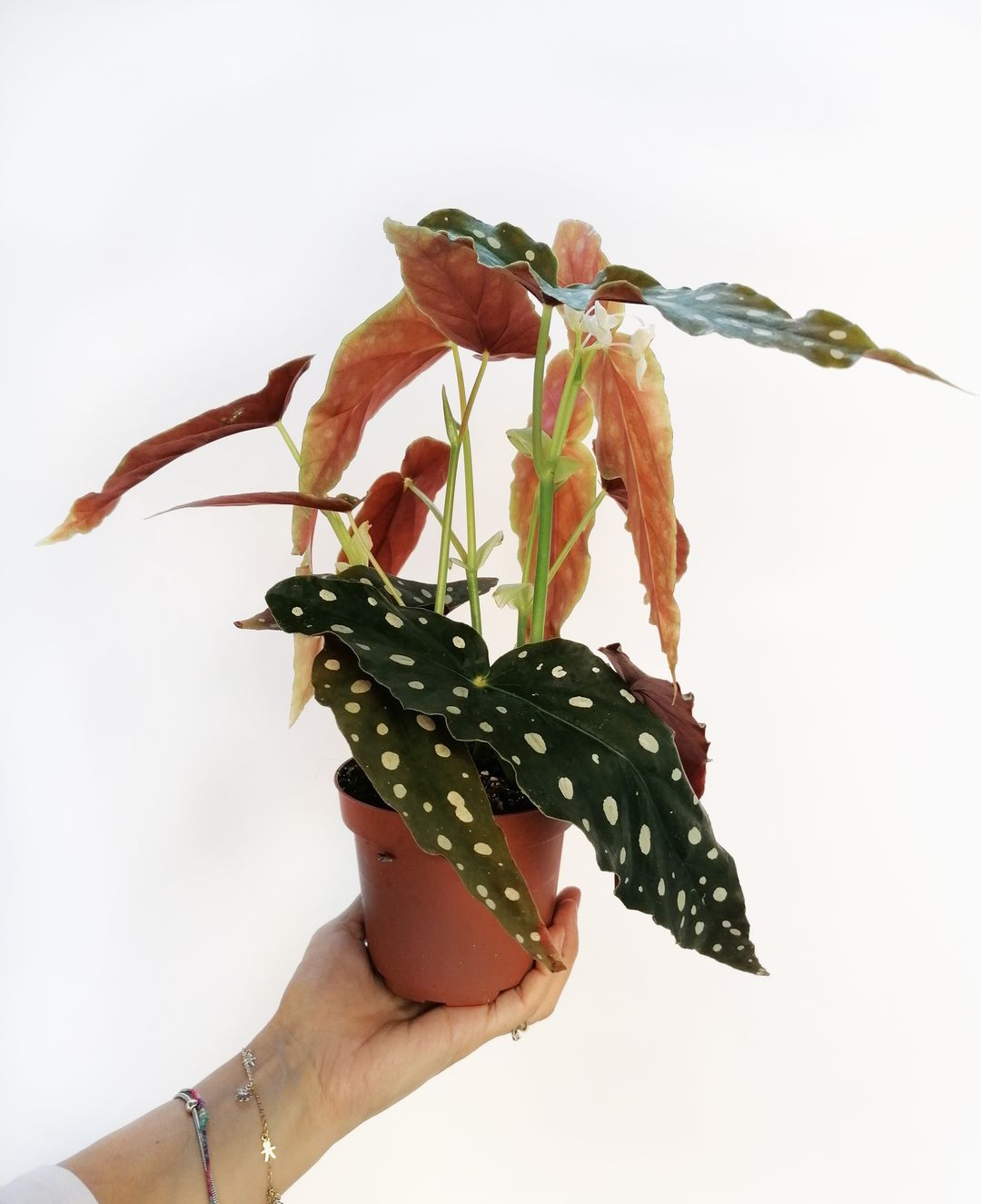 BegoniaMaculata-2