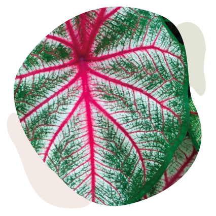 BulboCaladiumRosebud-1_Tavola disegno 1