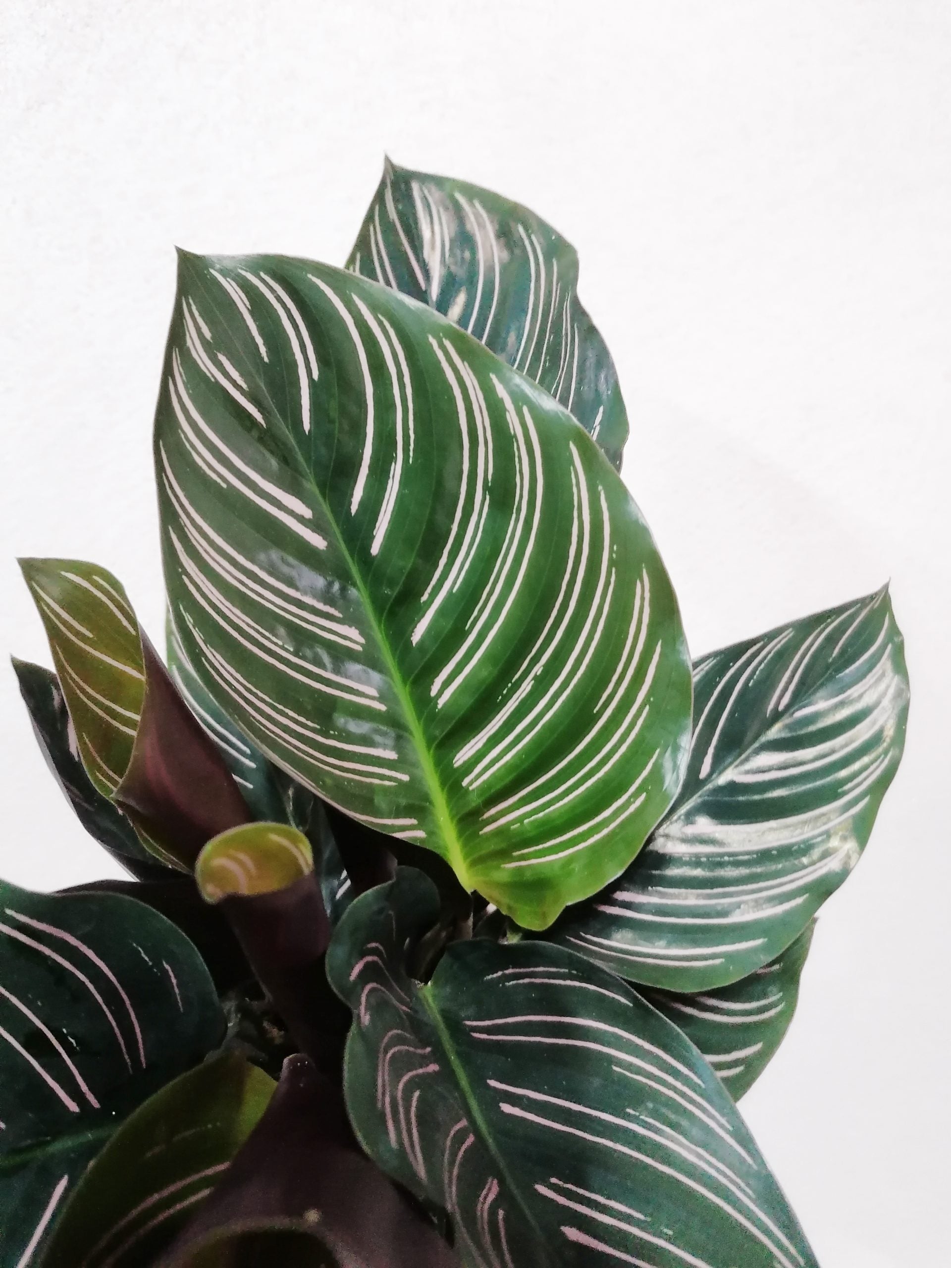 Calathea_Ornata_1
