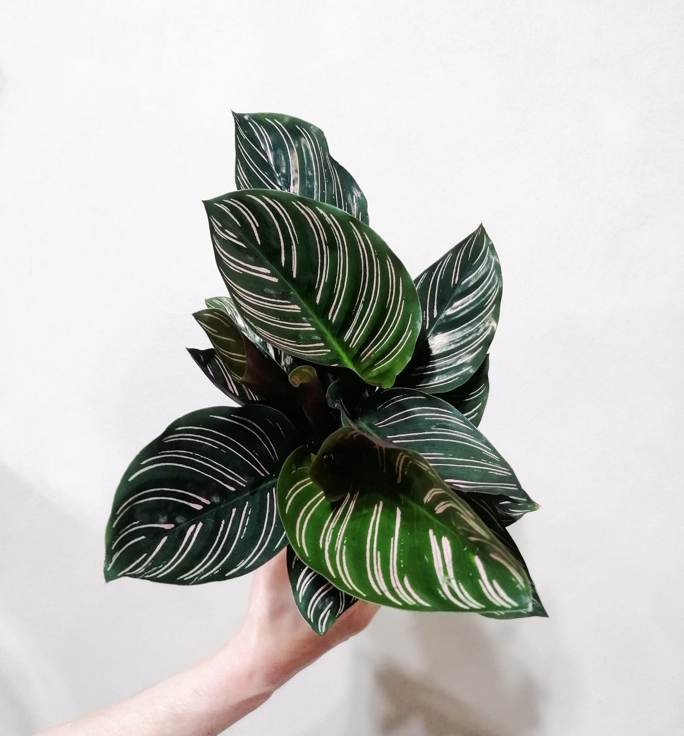 Calathea_Ornata_2