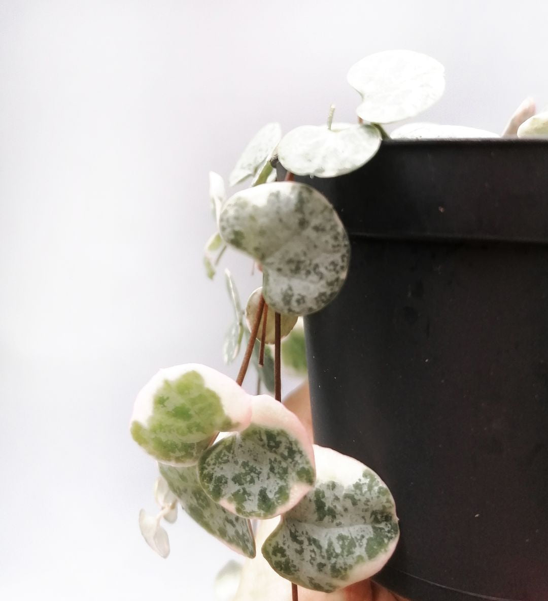 Ceropegia Woodii variegata Marlies-3