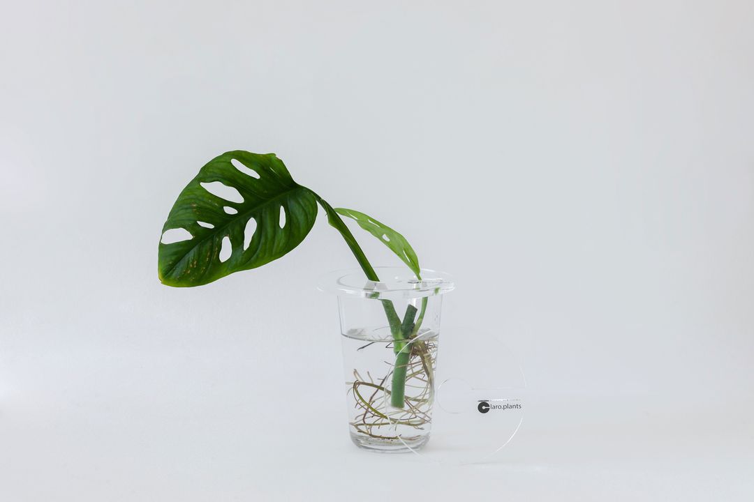 ClaroplantsCrystalClear-1