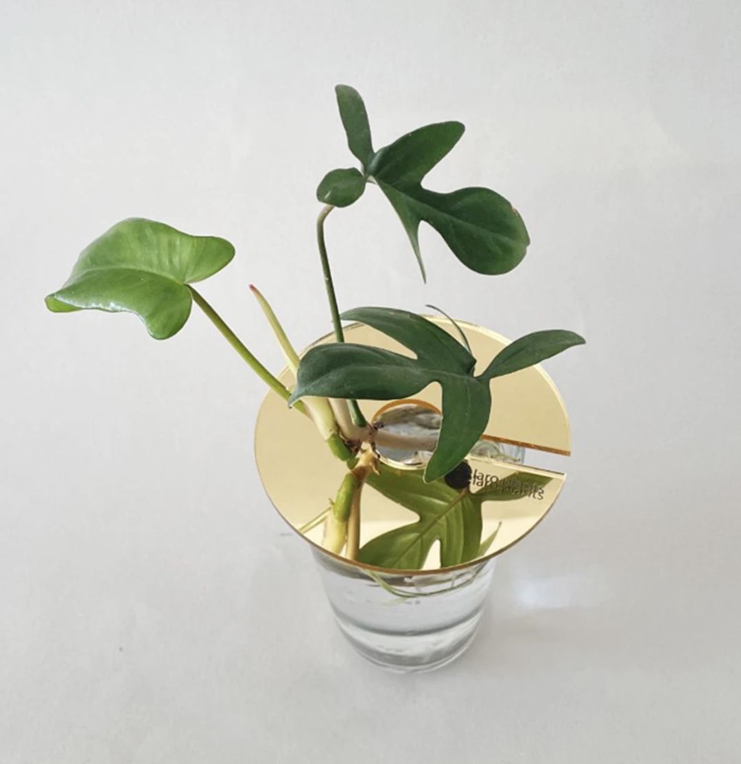 ClaroplantsGoldMirror-1