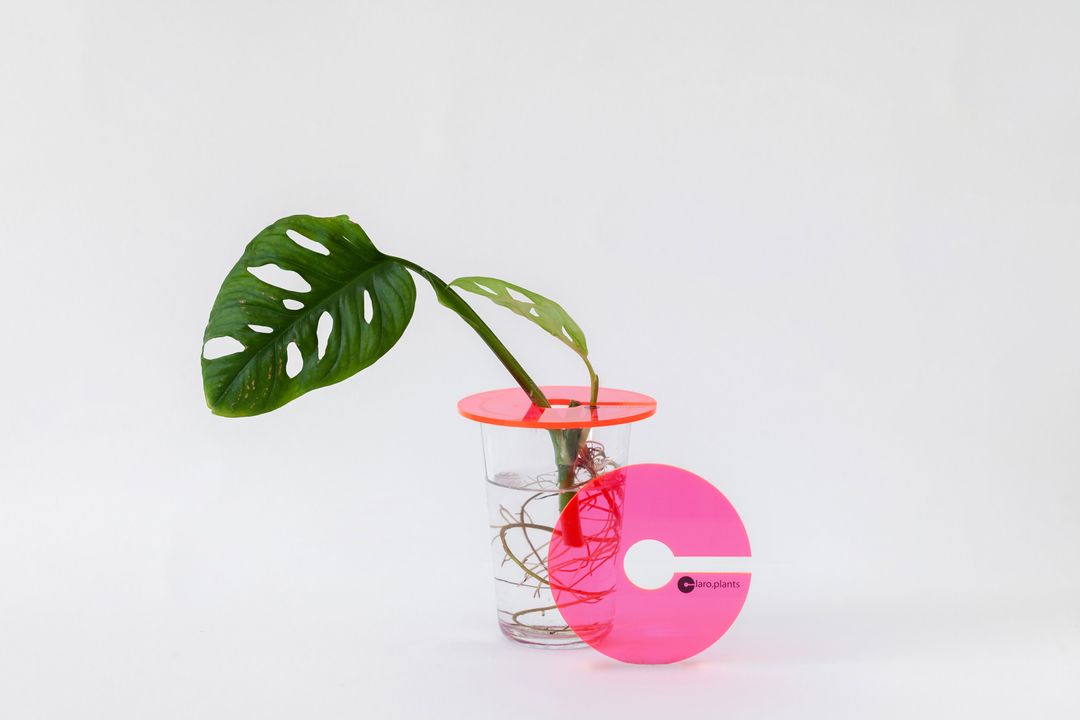 ClaroplantsHotPink-1