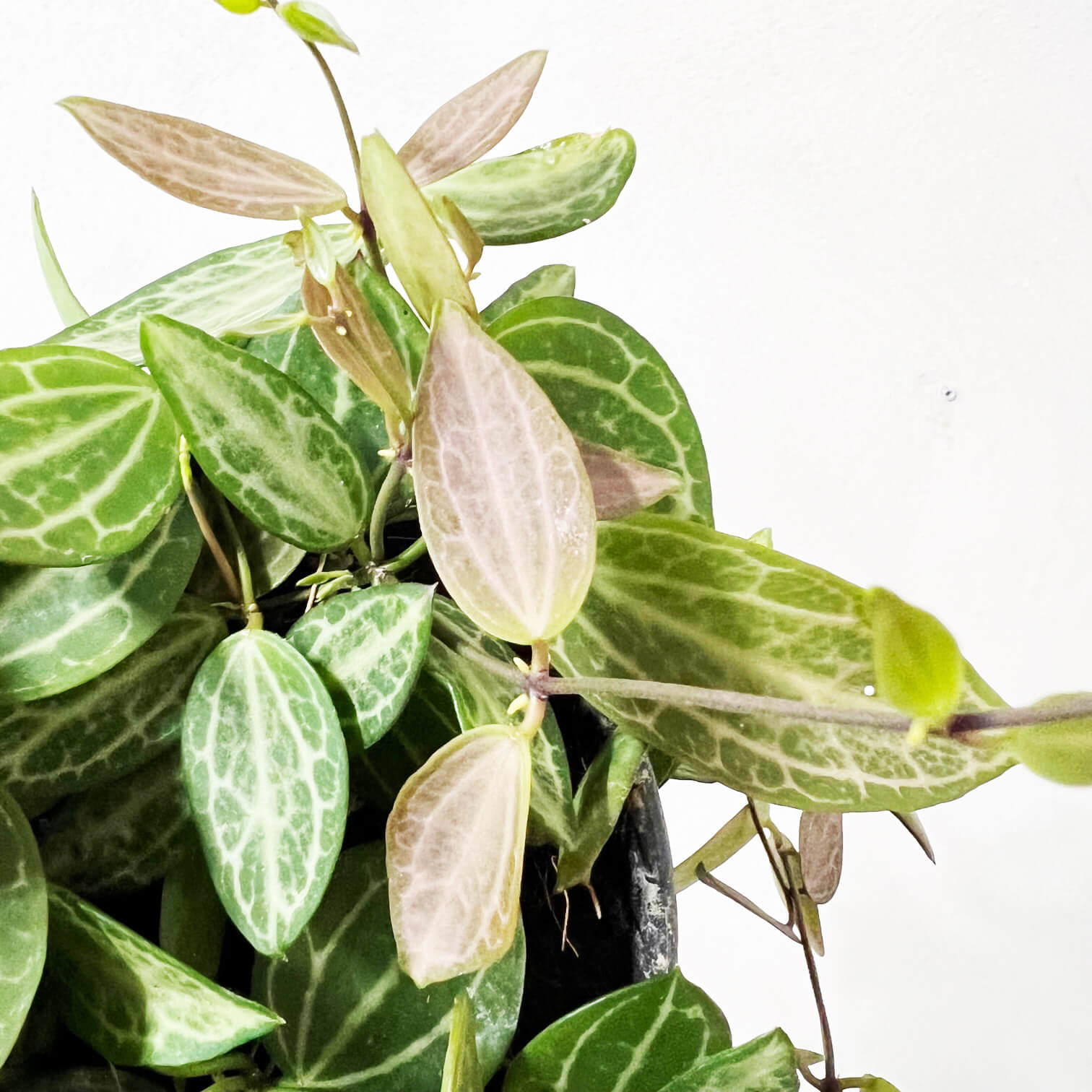 DischidiaOvata-6