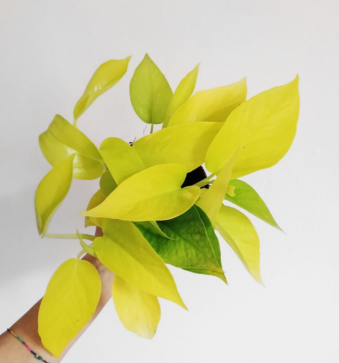 EpipremnumGoldenPothos-1