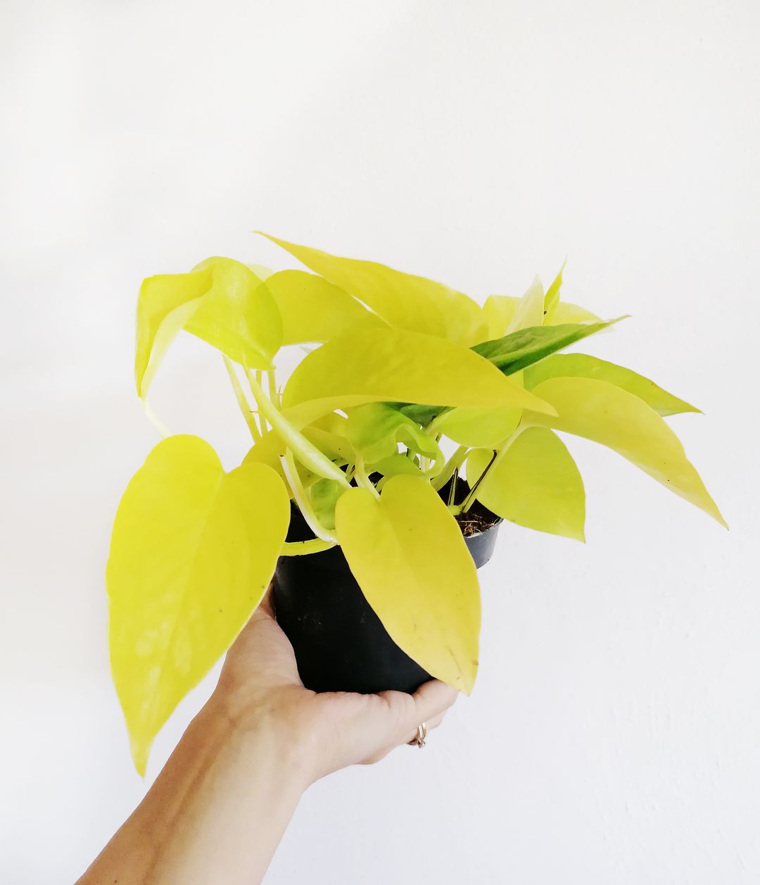 EpipremnumGoldenPothos-2