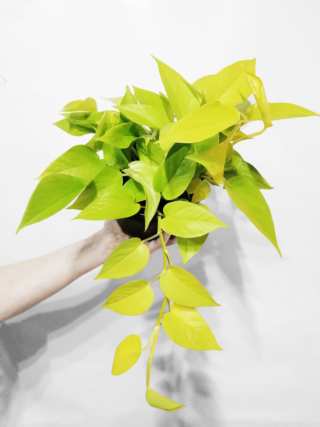 EpipremnumGoldenPothos-4