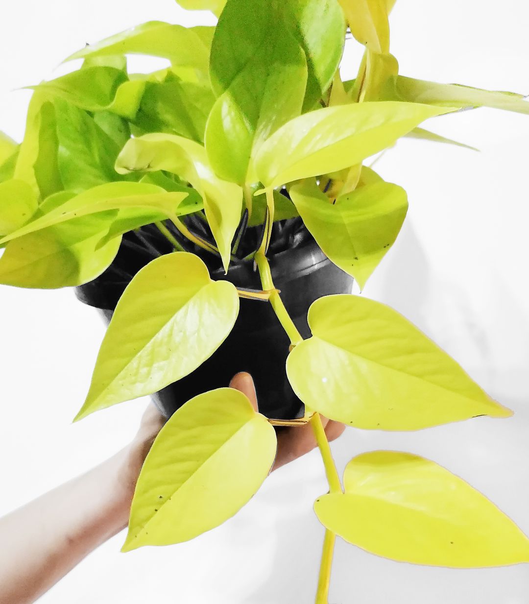 EpipremnumGoldenPothos-5