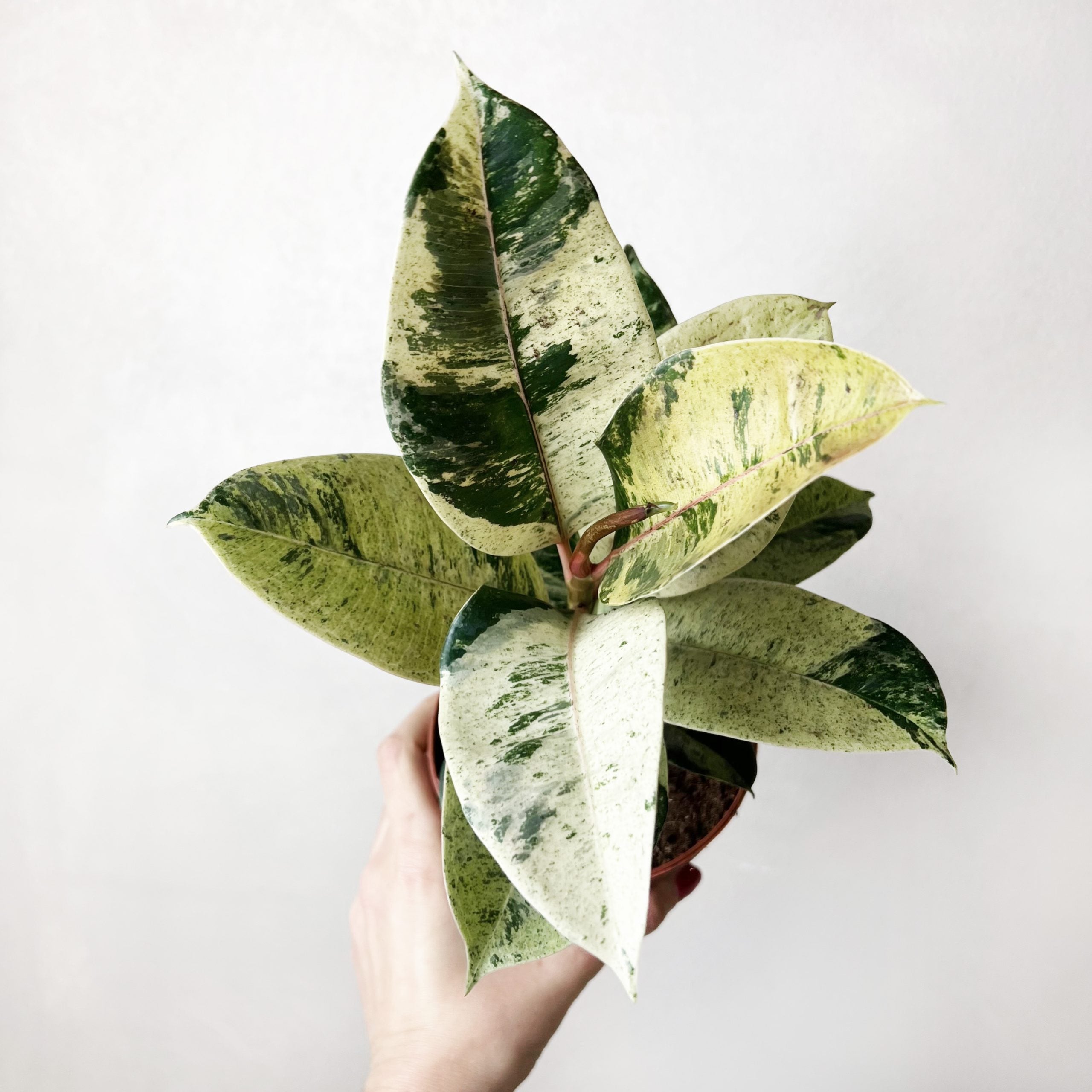 FicusMoonshineShivereana-2