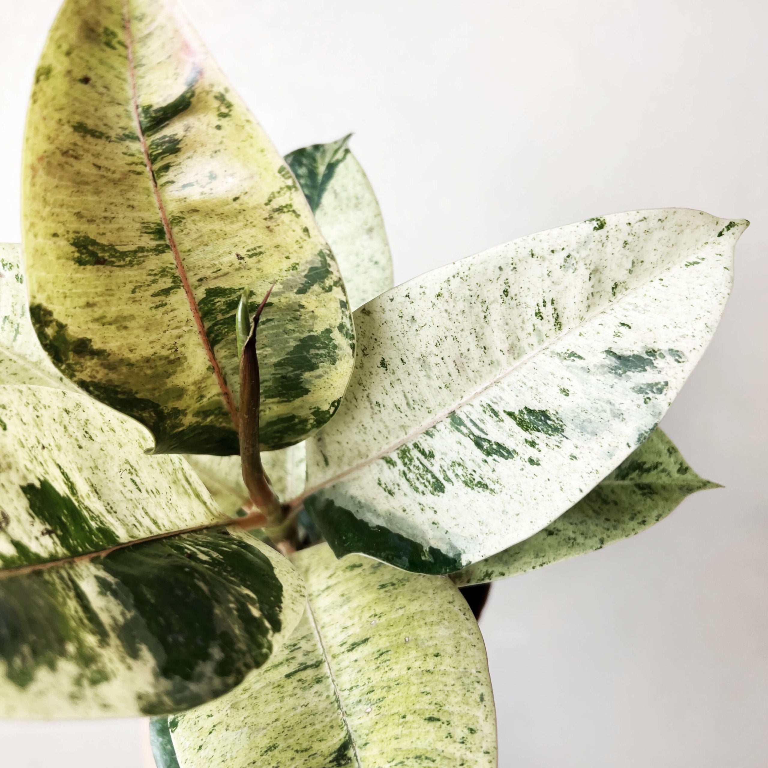 FicusMoonshineShivereana-4