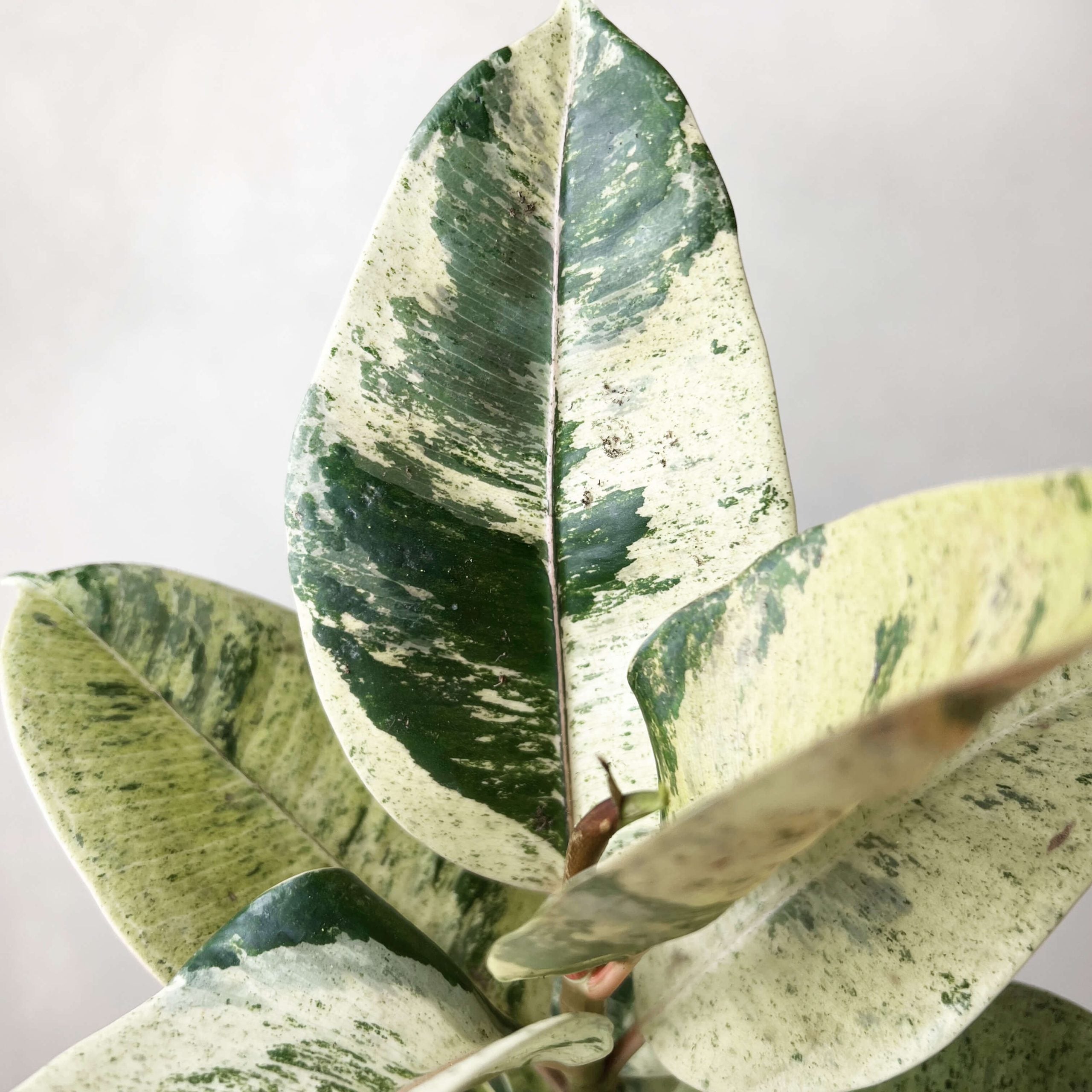 FicusMoonshineShivereana-5