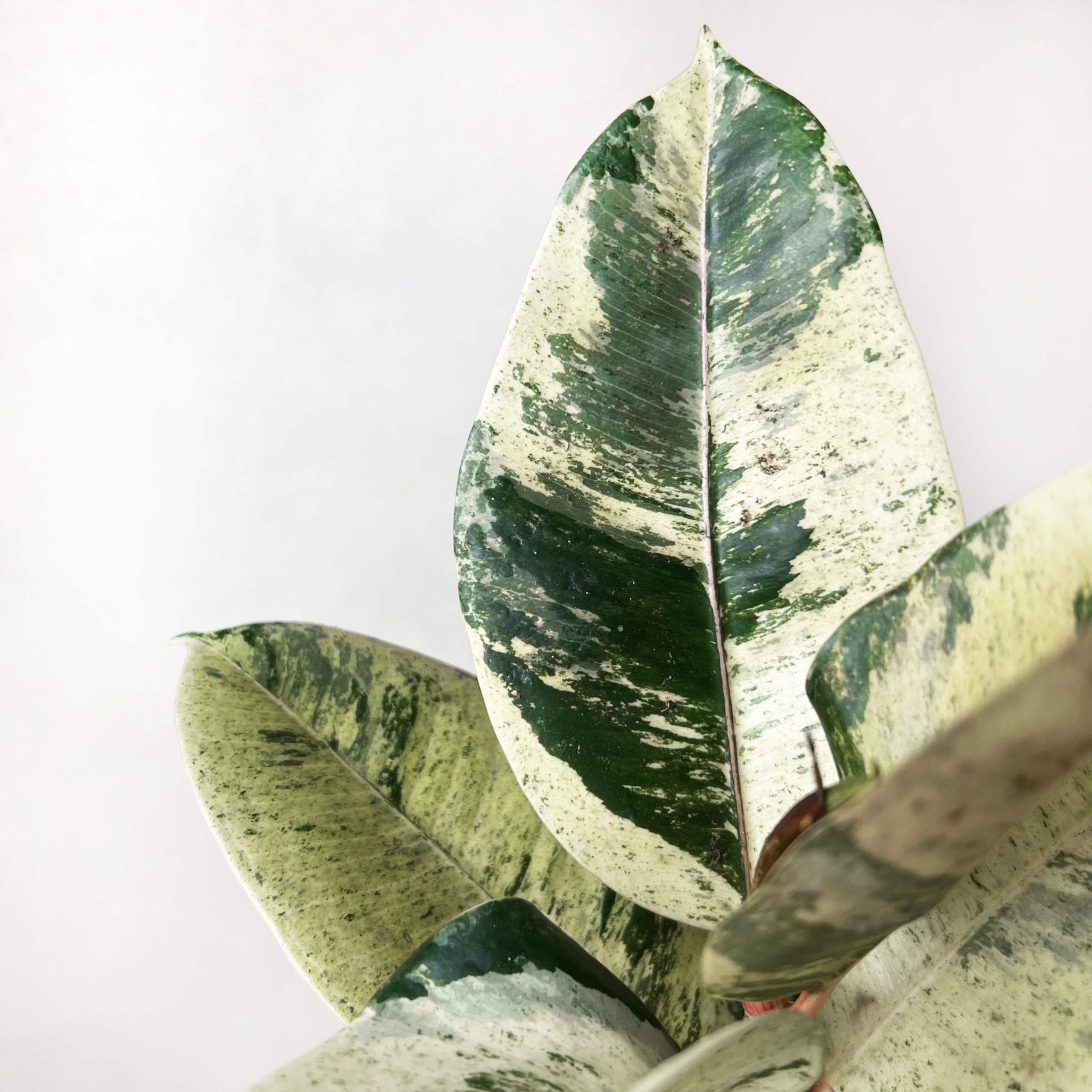 FicusMoonshineShivereana-8