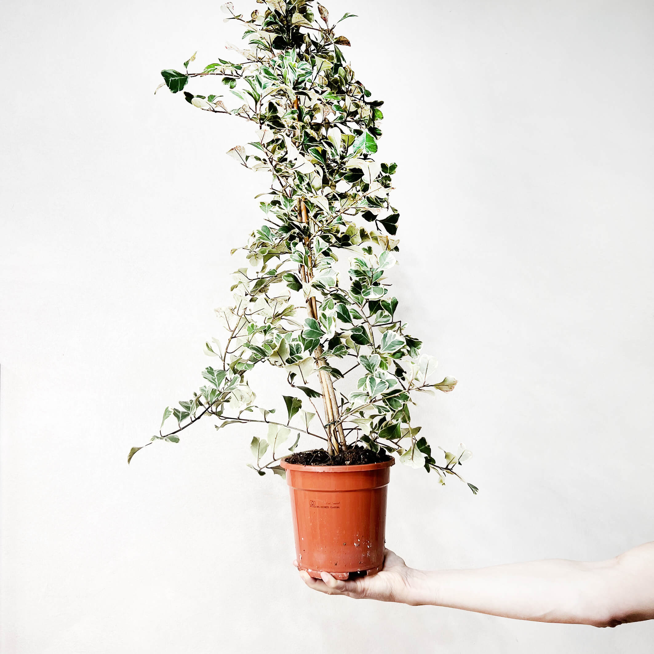 FicusNatalensisVariegato-1