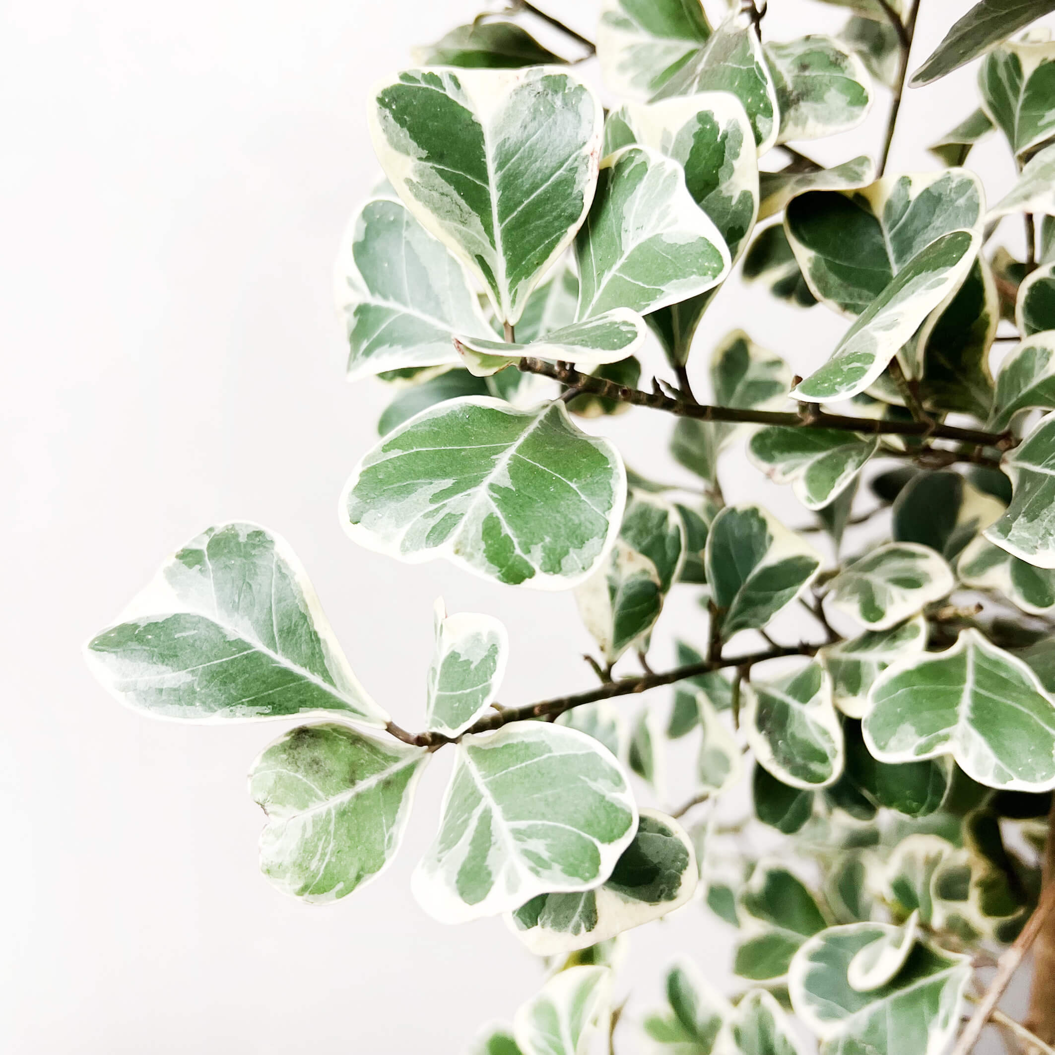 FicusNatalensisVariegato-4