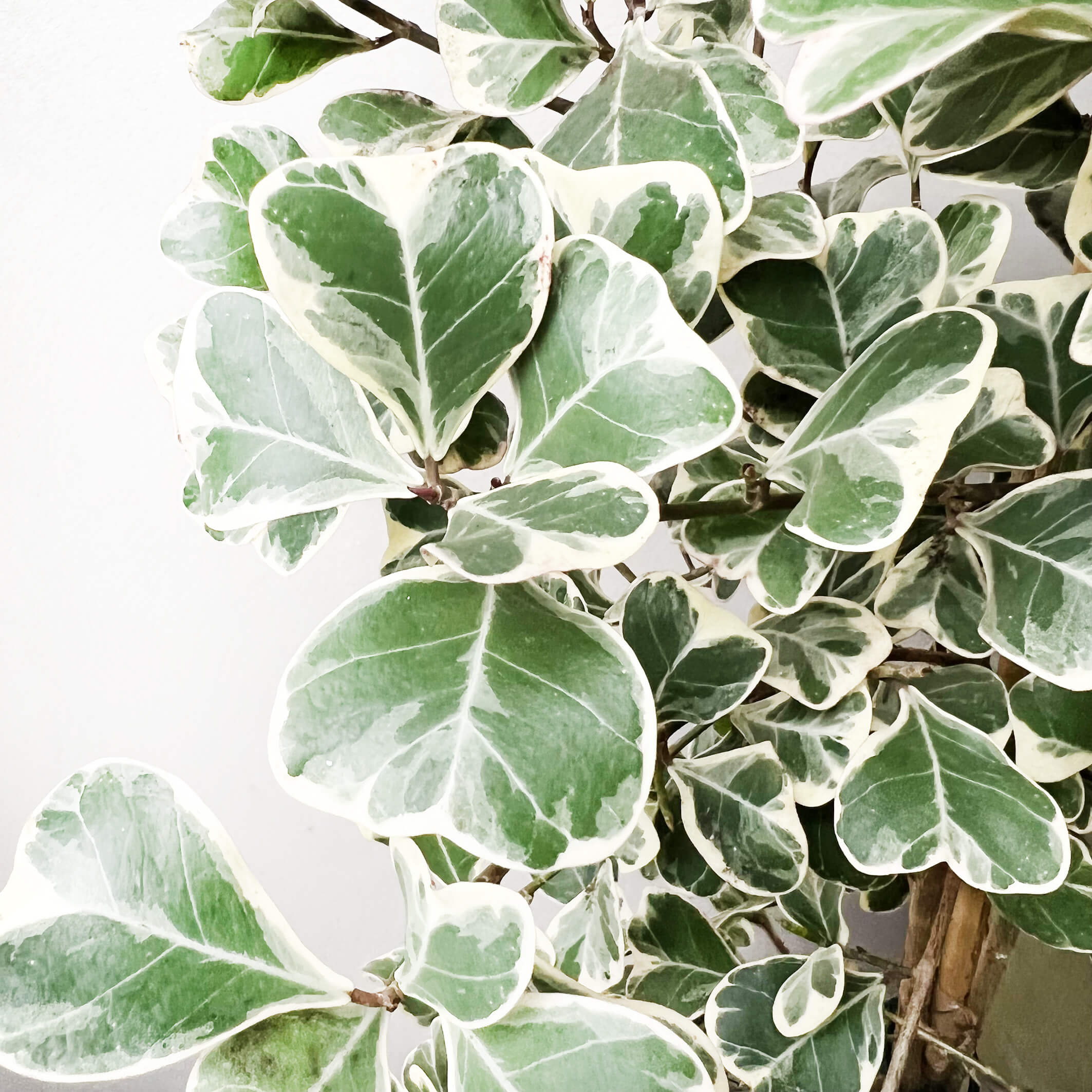 FicusNatalensisVariegato-5