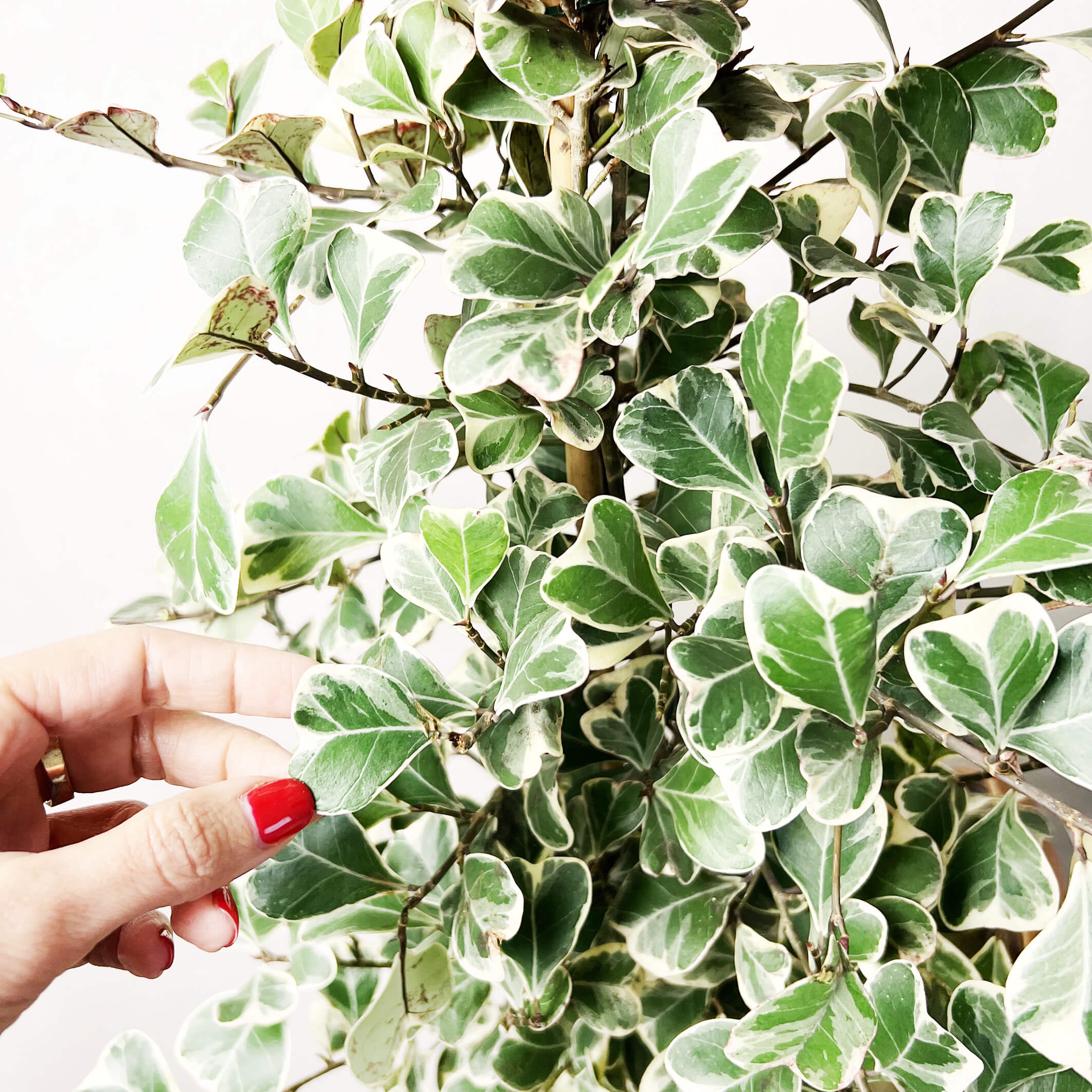 FicusNatalensisVariegato-6