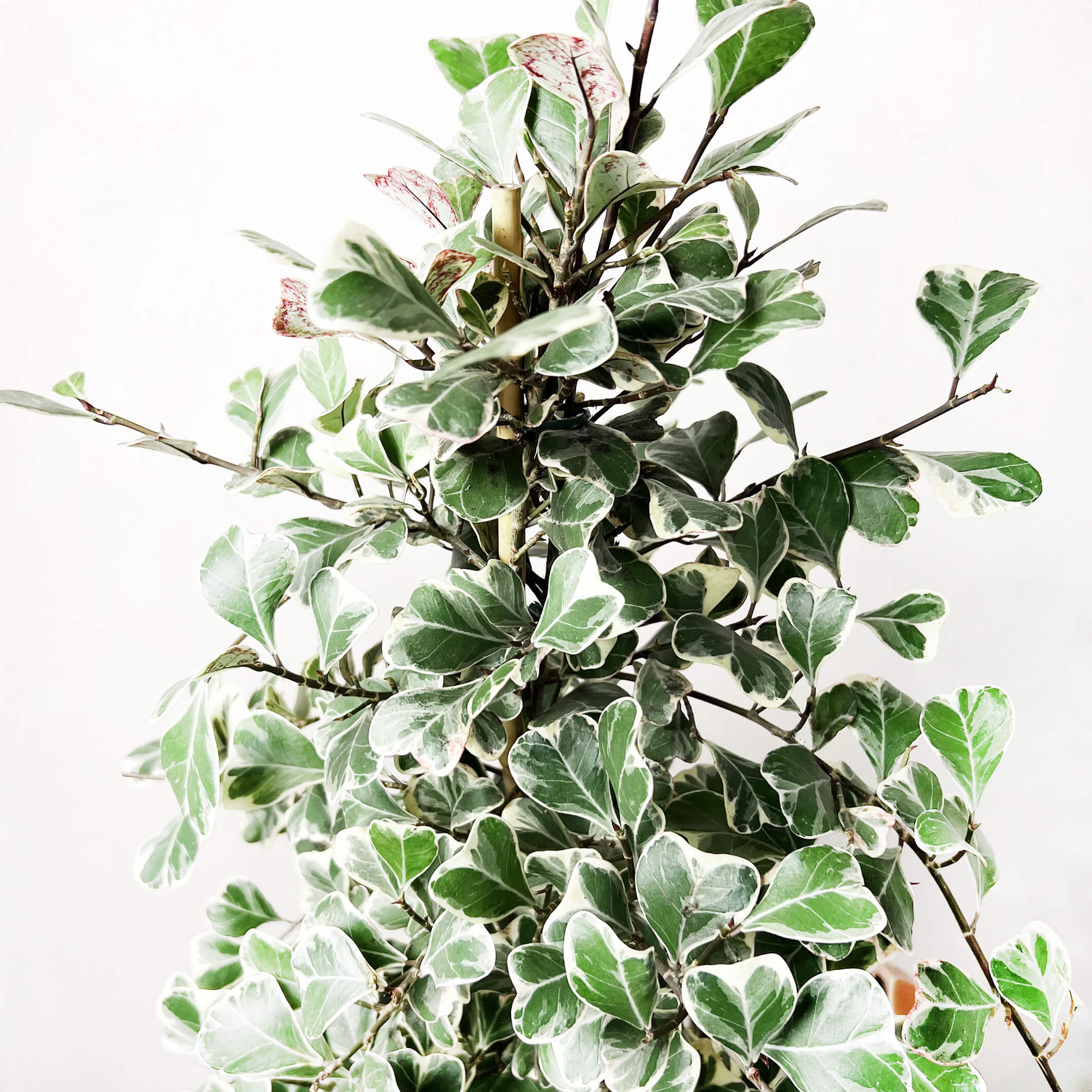 FicusNatalensisVariegato-7