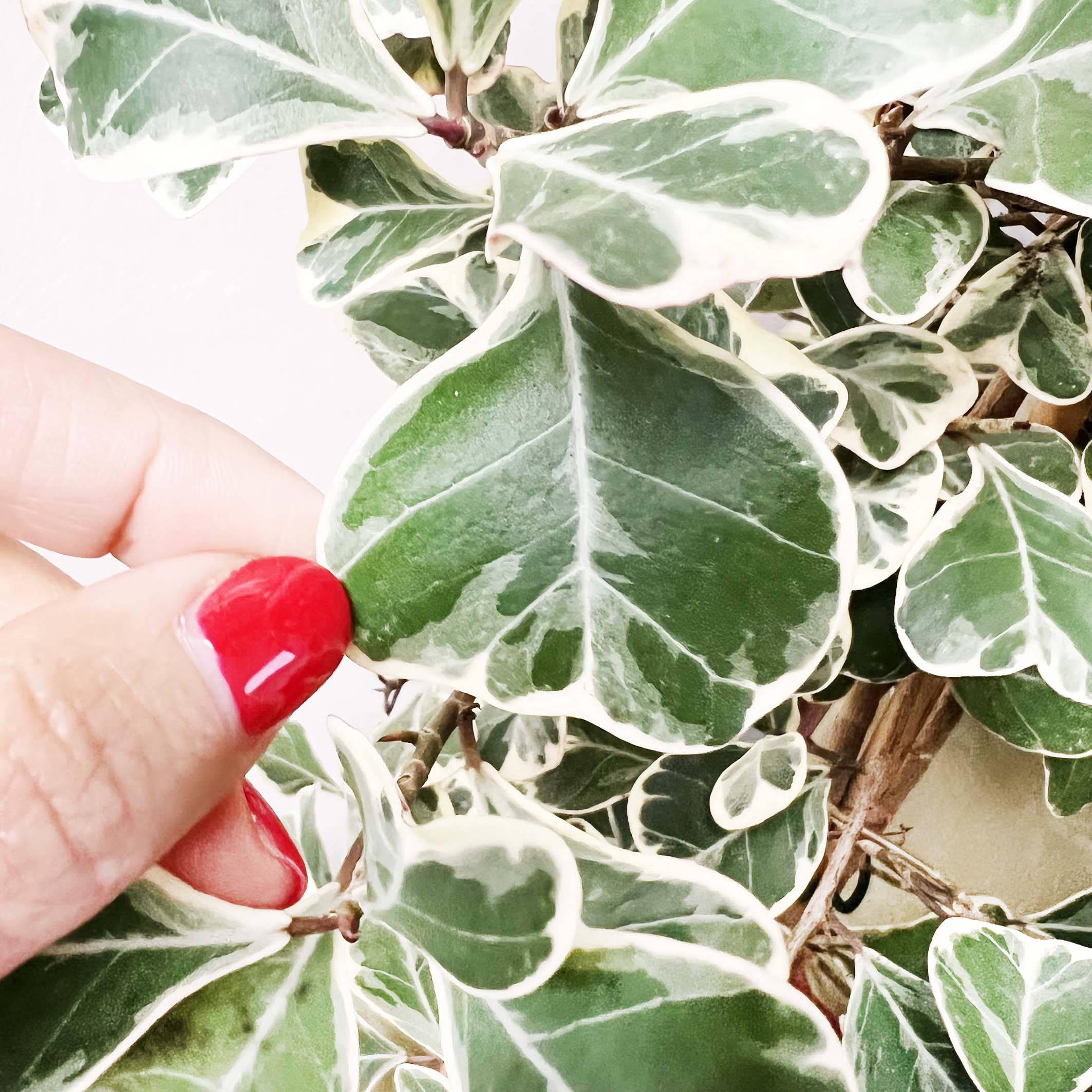 FicusNatalensisVariegato-8