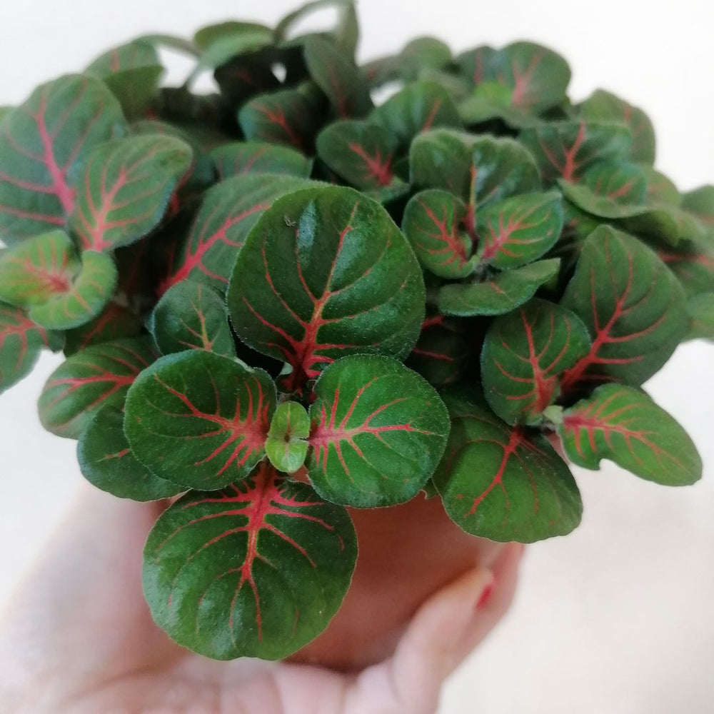 Fittonia Bubble Red