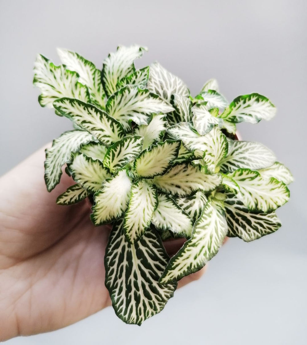 Fittonia White Forest Flame