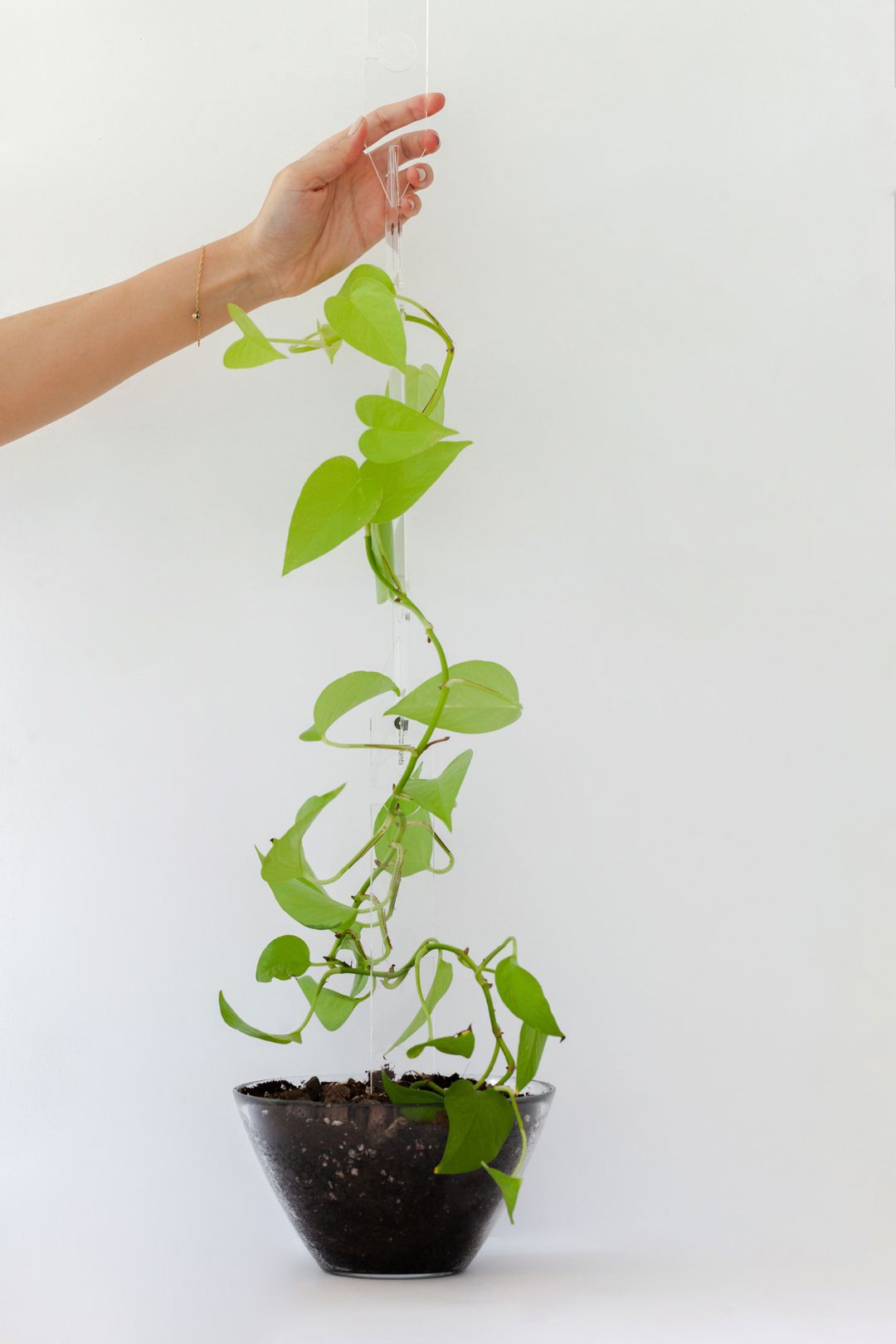 Ghost Plant Support-1