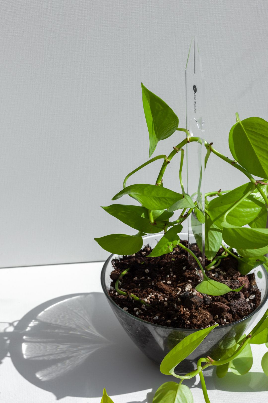 Ghost Plant Support-2