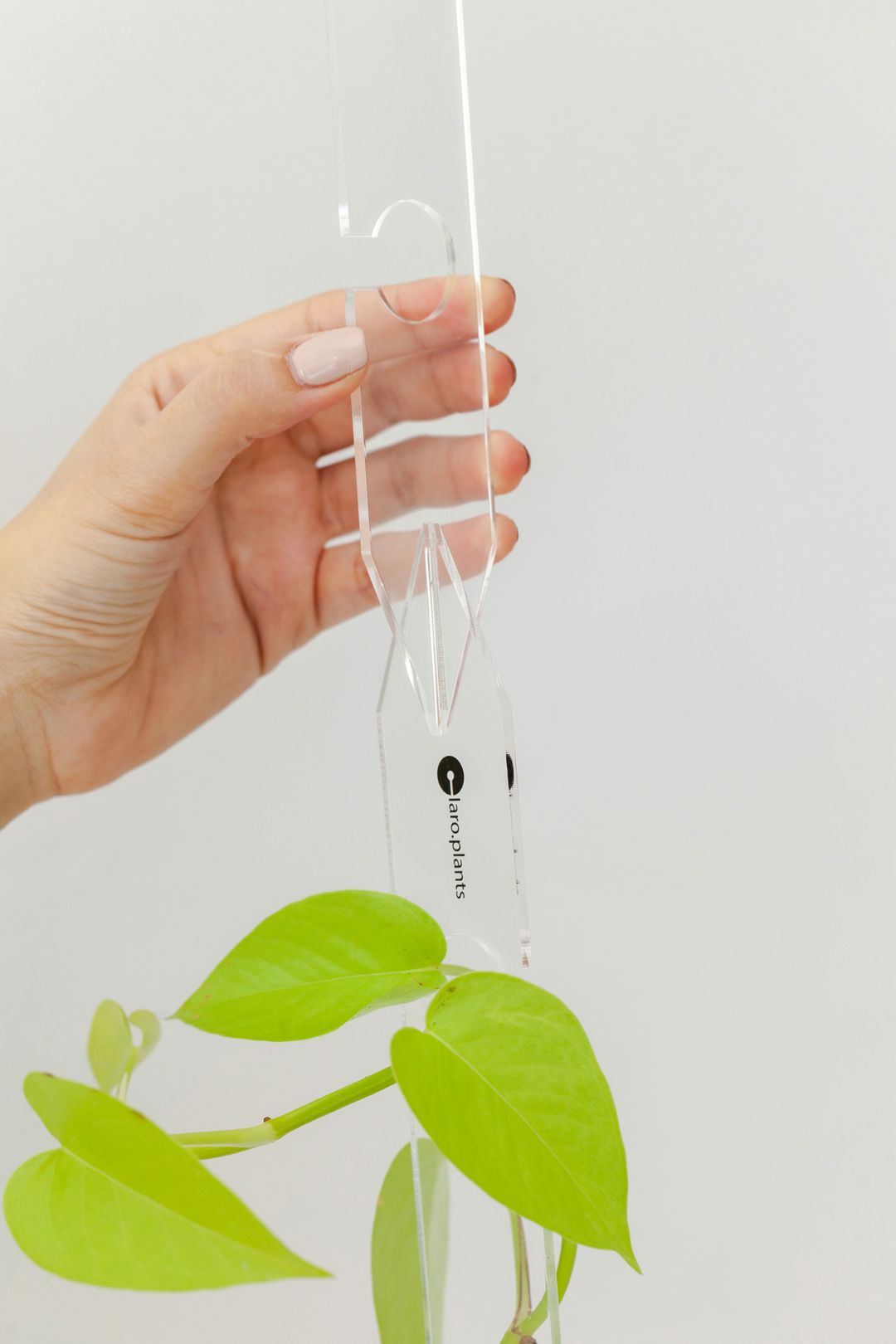 Ghost Plant Support-3