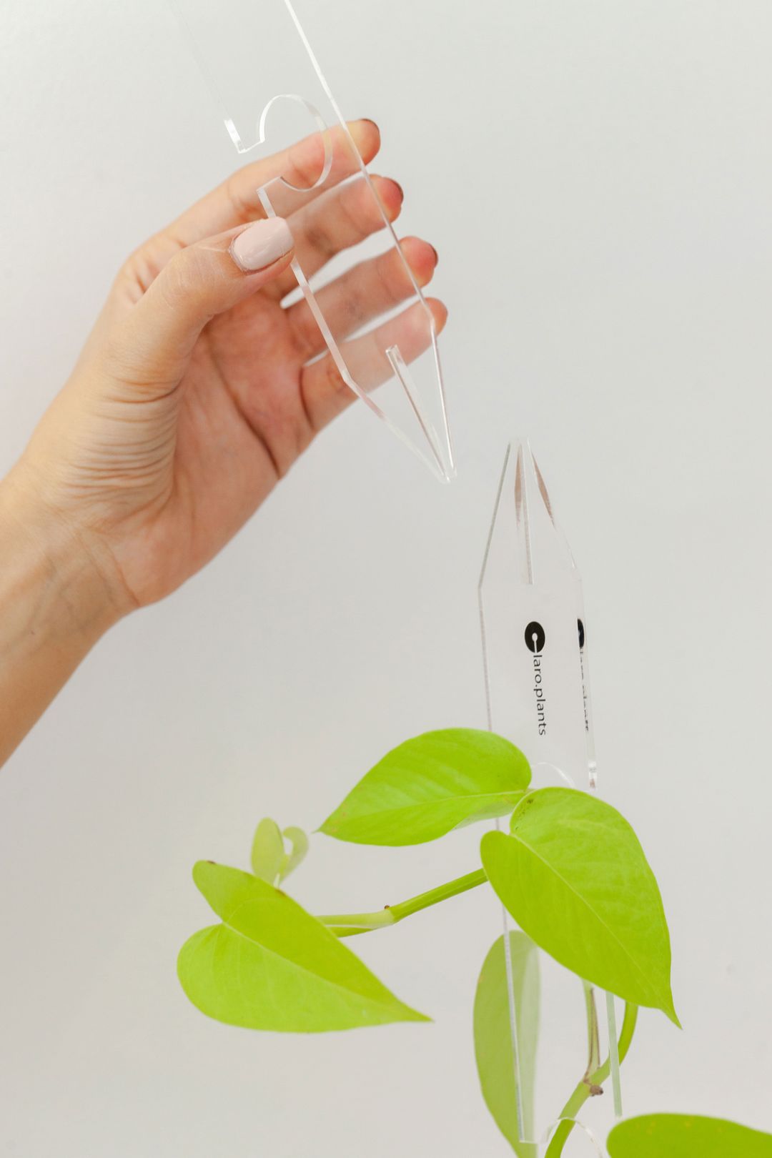 Ghost Plant Support-4