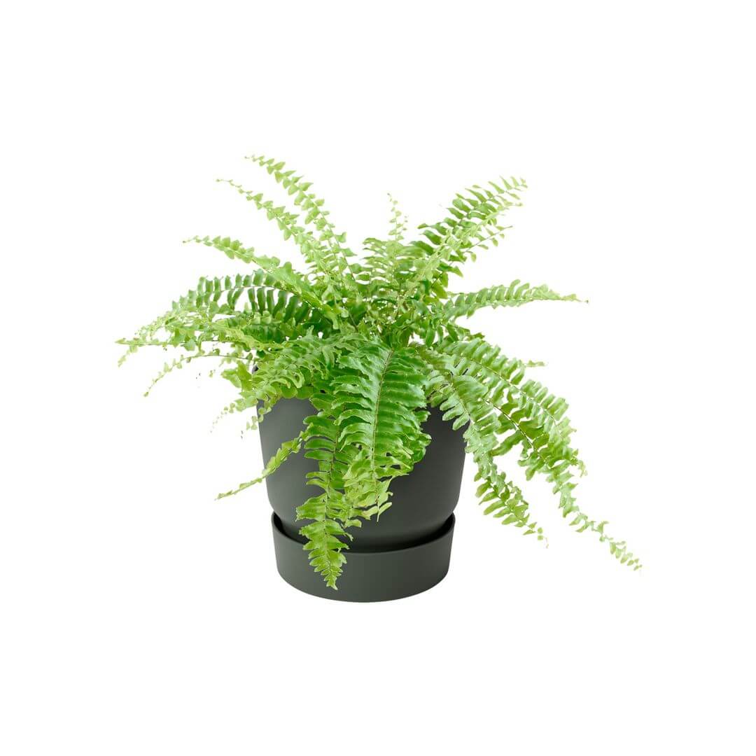 Greenville plant hanger single leaf green 2