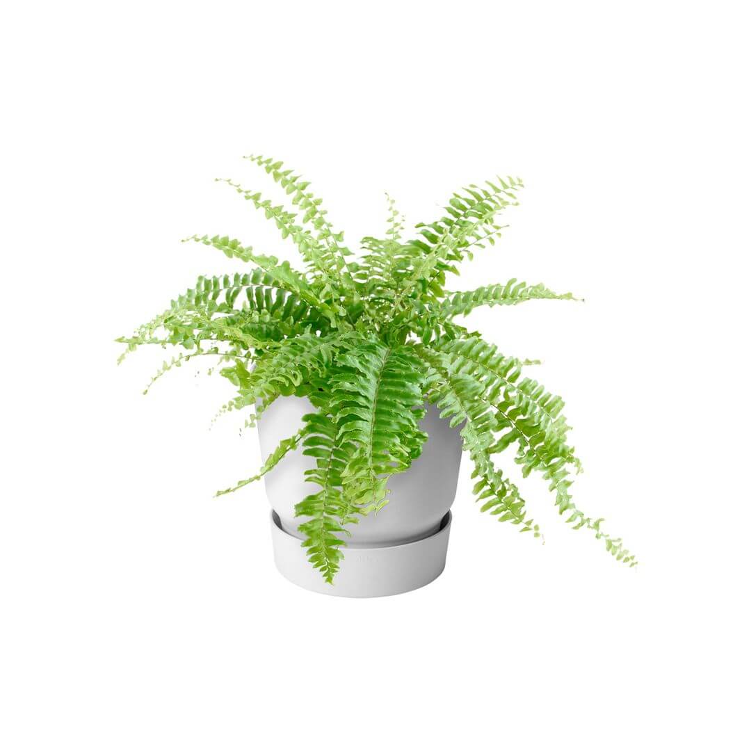 Greenville plant hanger single white 2