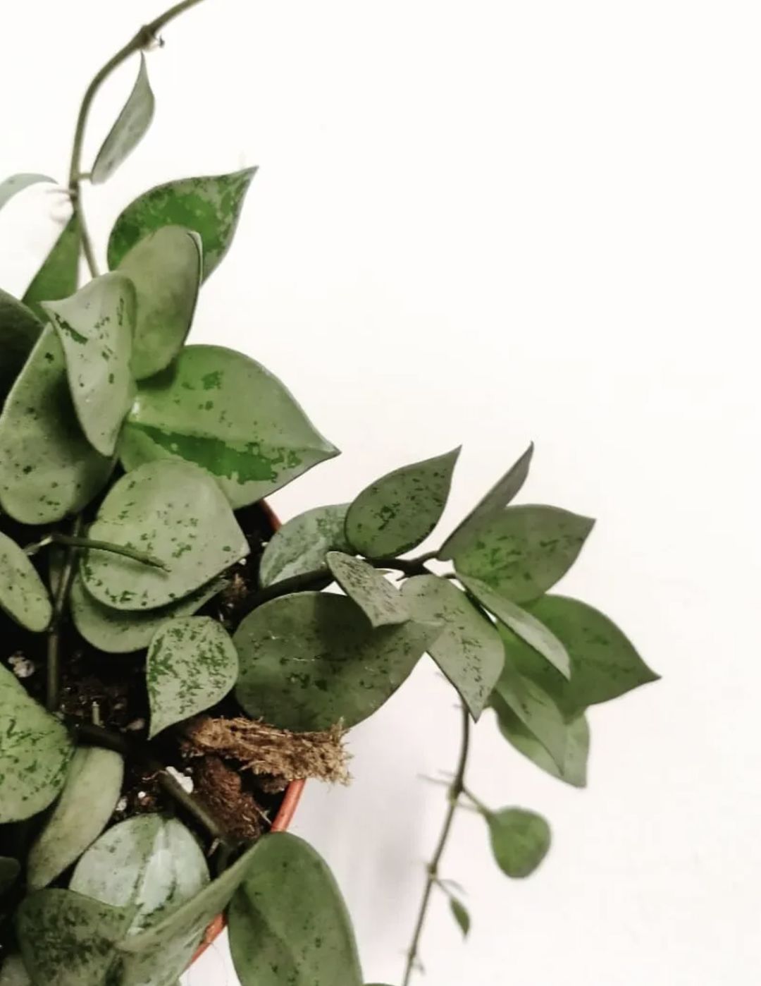 HoyaKrohnianaEskimo-1