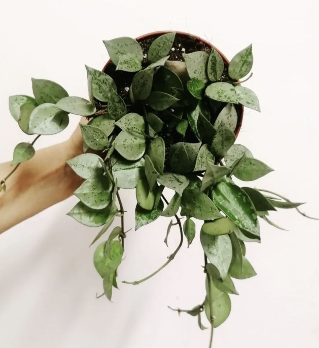 HoyaKrohnianaEskimo-2