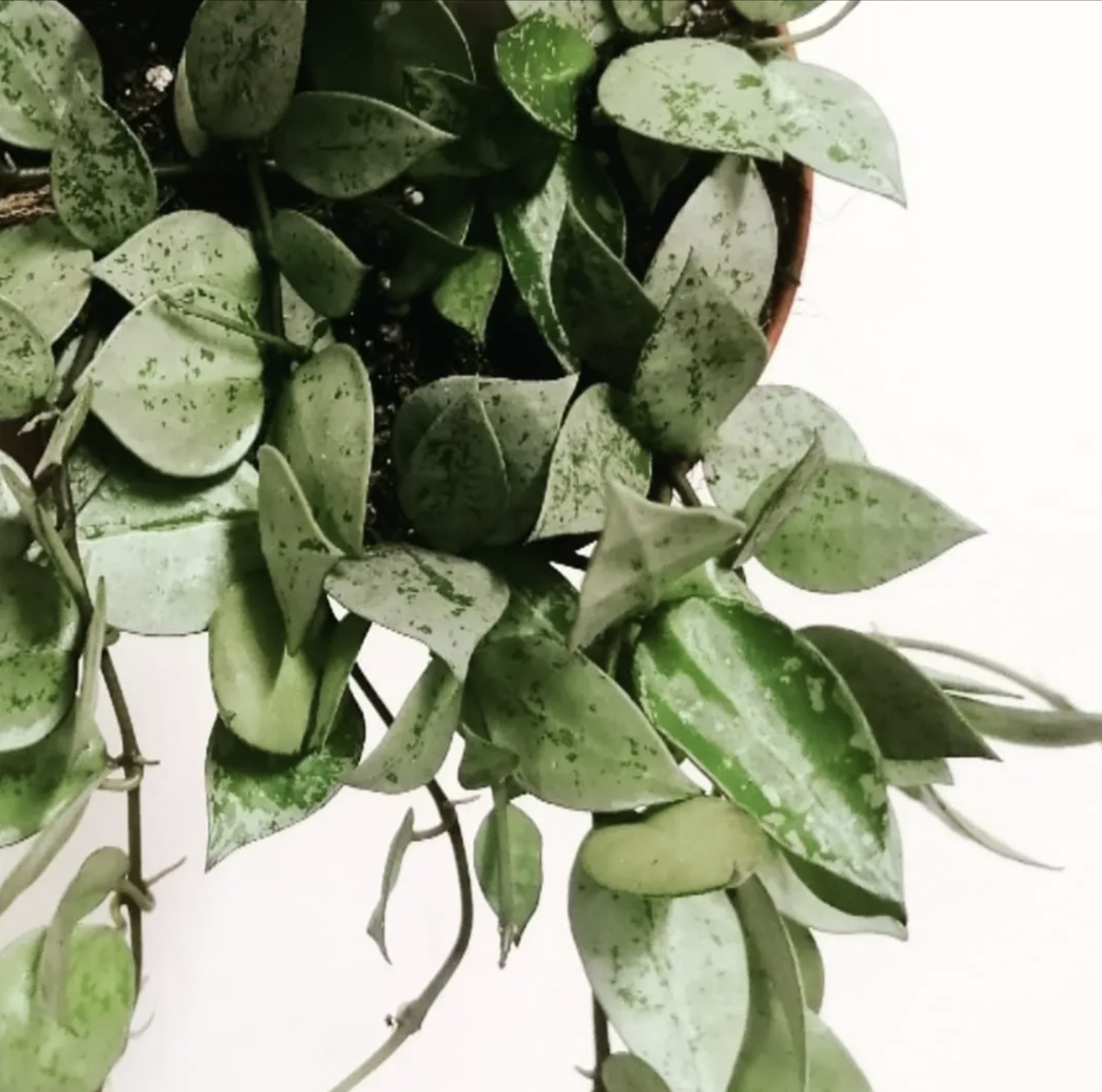 HoyaKrohnianaEskimo-3