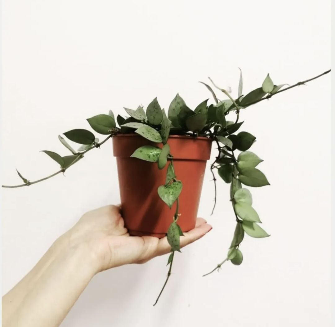 HoyaKrohnianaEskimo-4