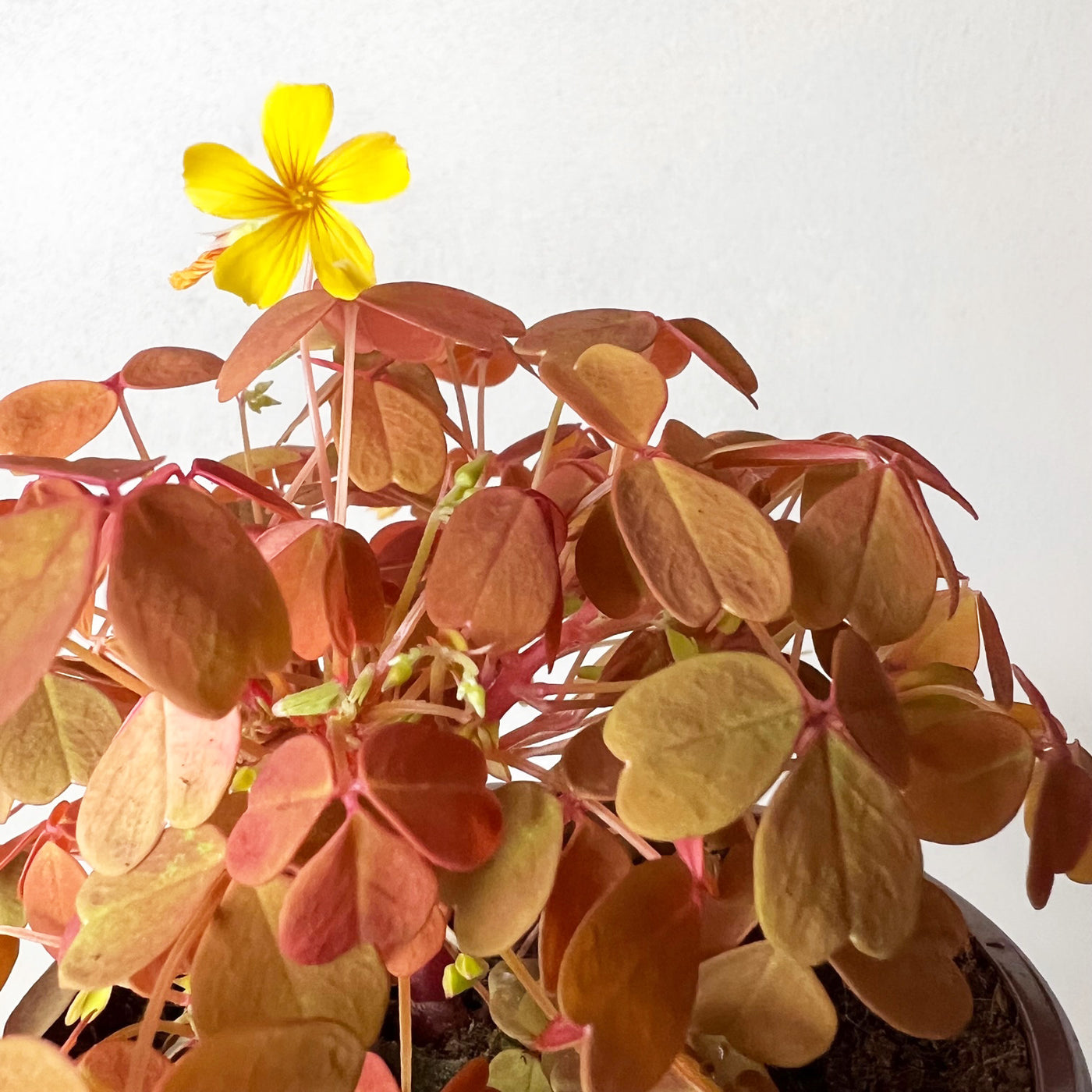 OXALIS Vulcan Sunset Velvet