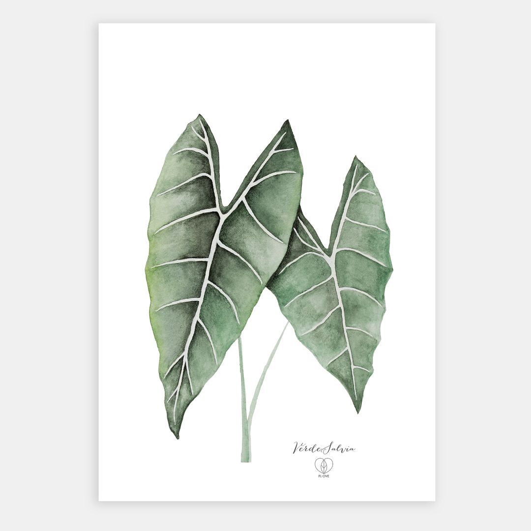 IllustrazioneAlocasia_PLove
