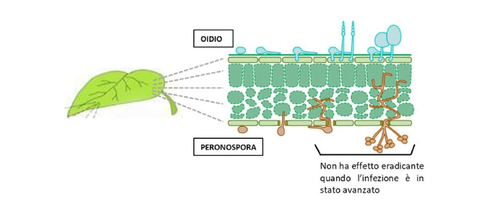 KoracidAntifunginoAntiparassiti-3