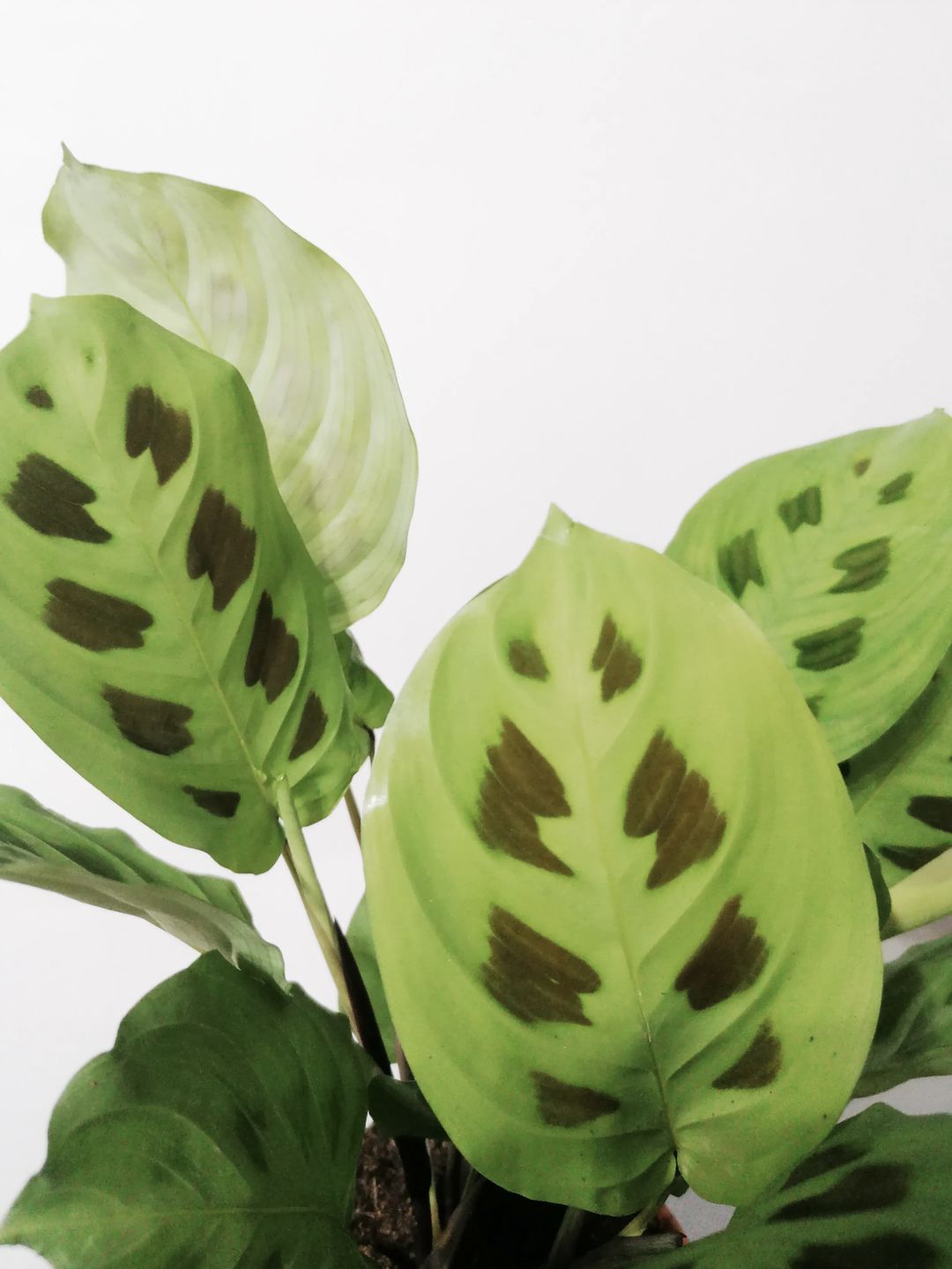 Maranth_Leuconera_Kerchoveana_1