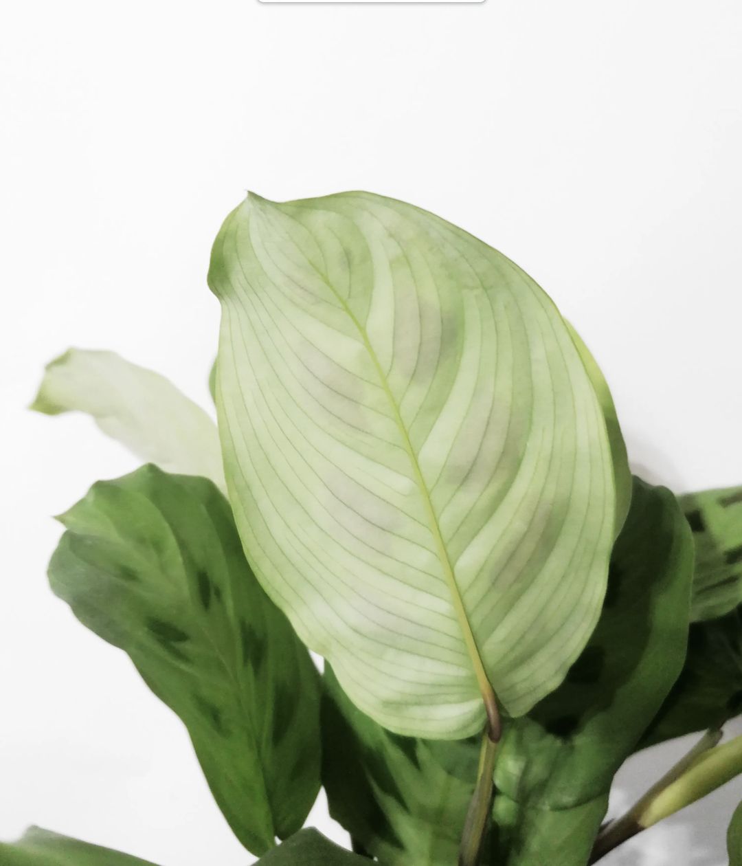 Maranth_Leuconera_Kerchoveana_2