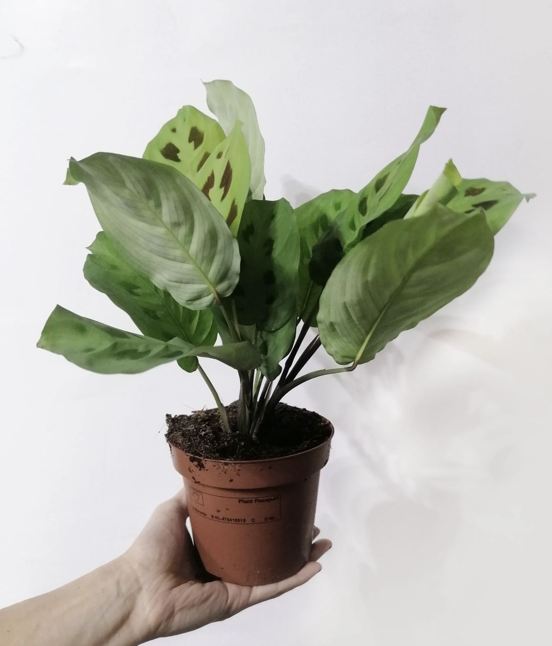 Maranth_Leuconera_Kerchoveana_3