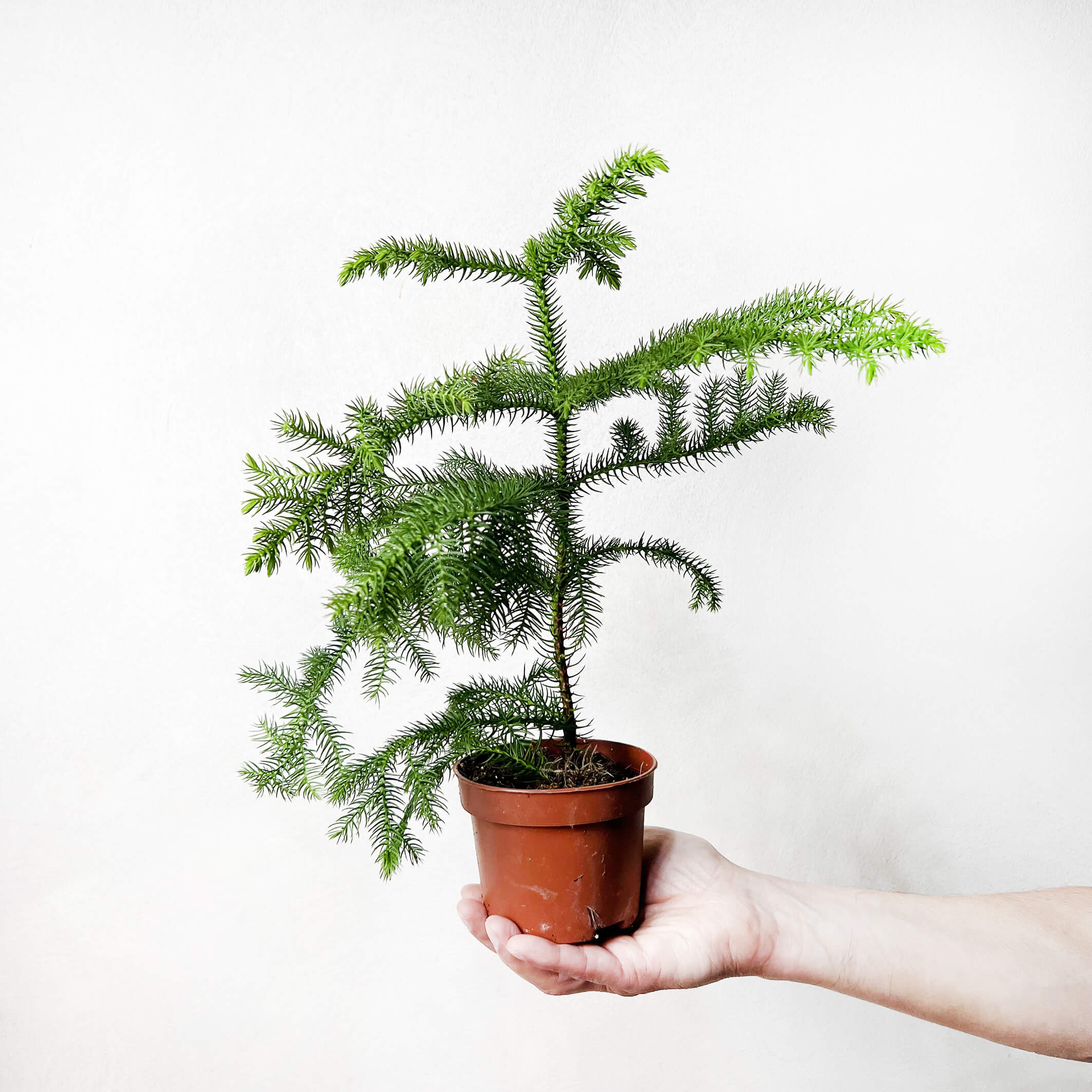 MiniAraucaria-1