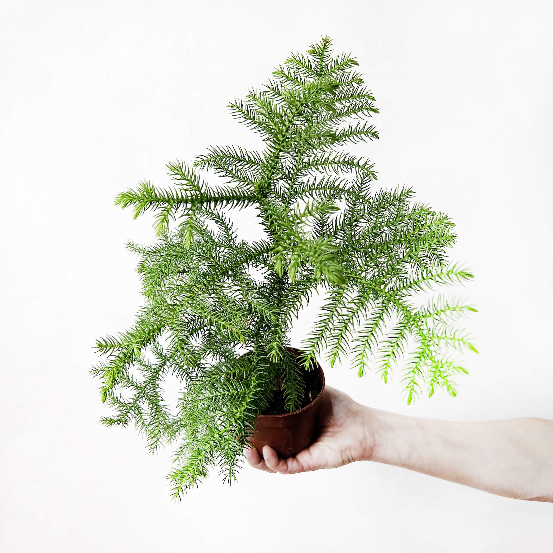 MiniAraucaria-2